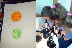 4º EP OBSERVACIONES con MICROSCOPIO 4º EP OBSERVACIONES con MICROSCOPIO