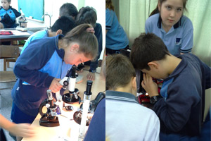 4º EP OBSERVACIONES con MICROSCOPIO 4º EP OBSERVACIONES con MICROSCOPIO
