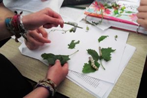 6º EP investigó la vida del gusano de seda 6º EP investigó la vida del gusano de seda