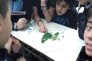 6º EP investigó la vida del gusano de seda 6º EP investigó la vida del gusano de seda