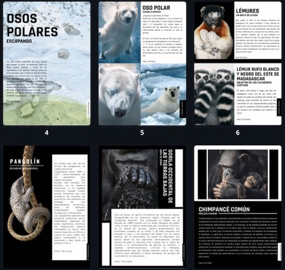 4 año y la Revista Digital